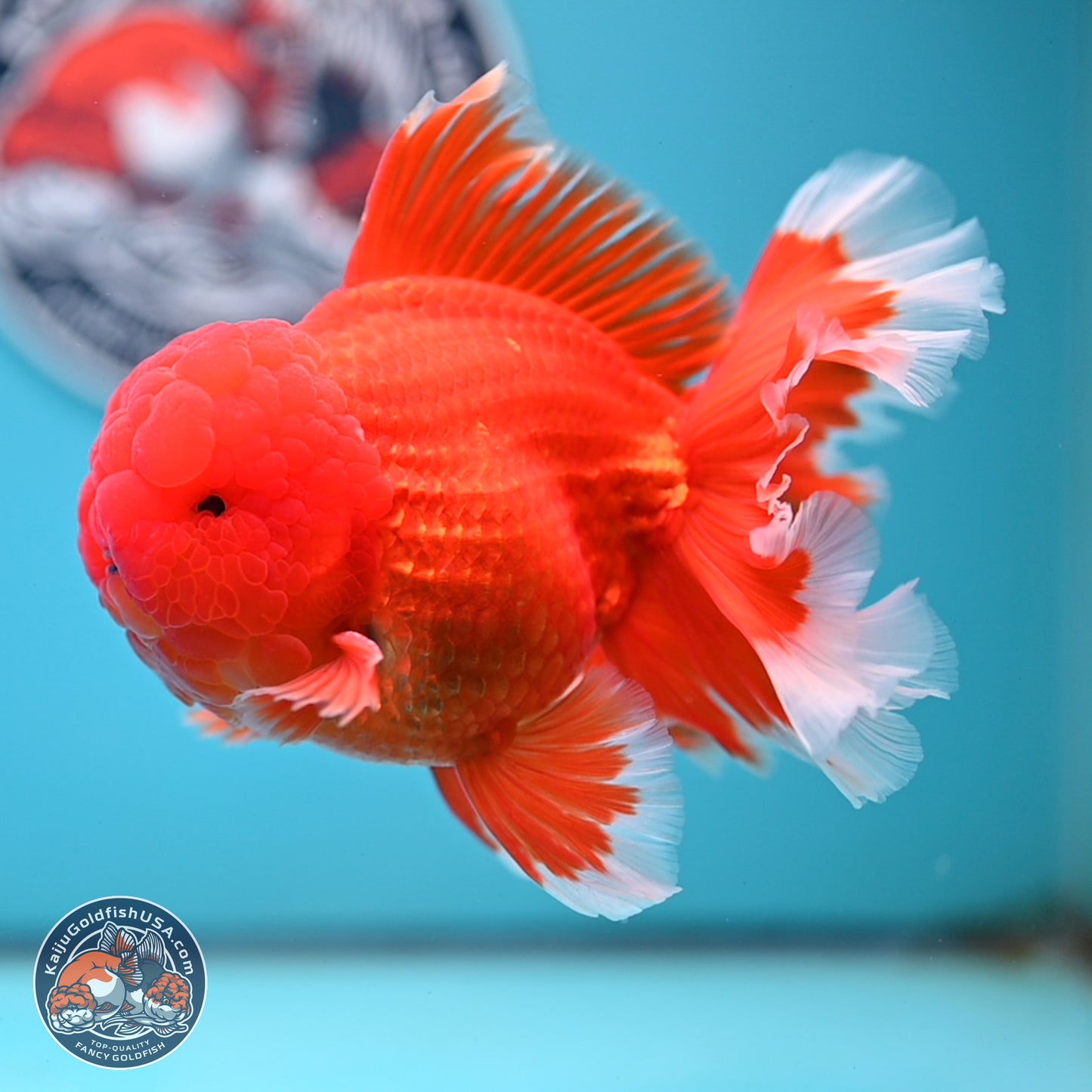 Red White Rose Tail Oranda 4.5 inches Body - Male (250221_OR05)