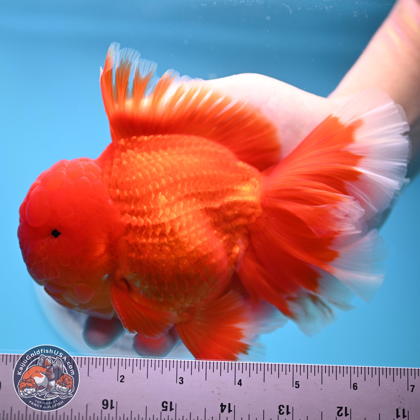 Red White Rose Tail Oranda 4.5 inches Body - Male (250221_OR05)