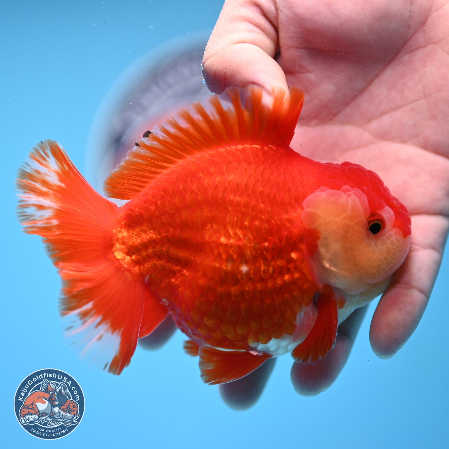 Red White YuanBao Oranda 3.5 inches Body - Male (250228_OR05)