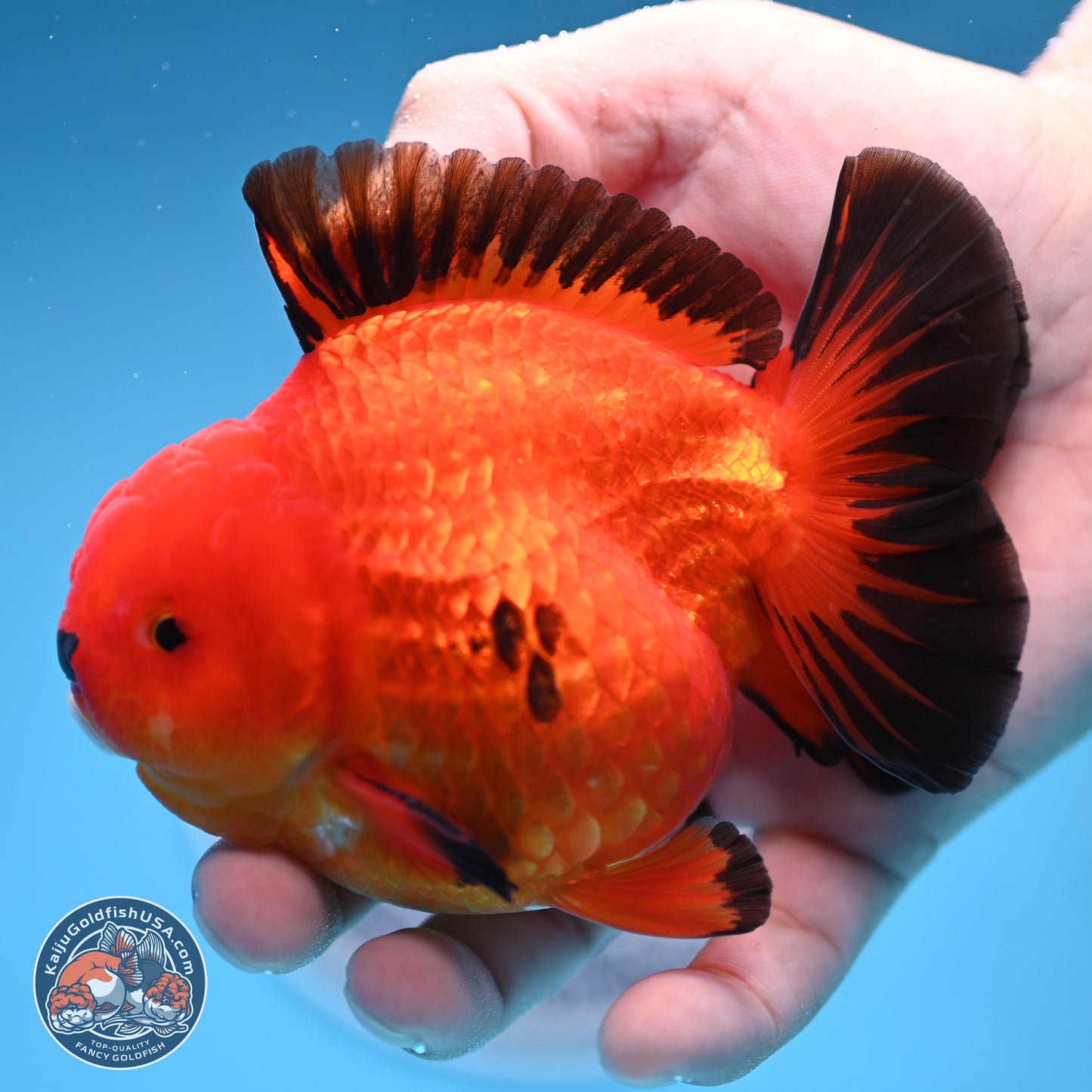 Apache YuanBao Oranda 3.5 inches Body - Male (250314_OR05)