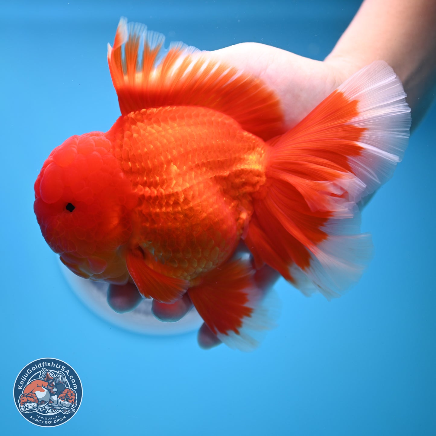 Red White Rose Tail Oranda 4.5 inches Body - Male (250221_OR05)