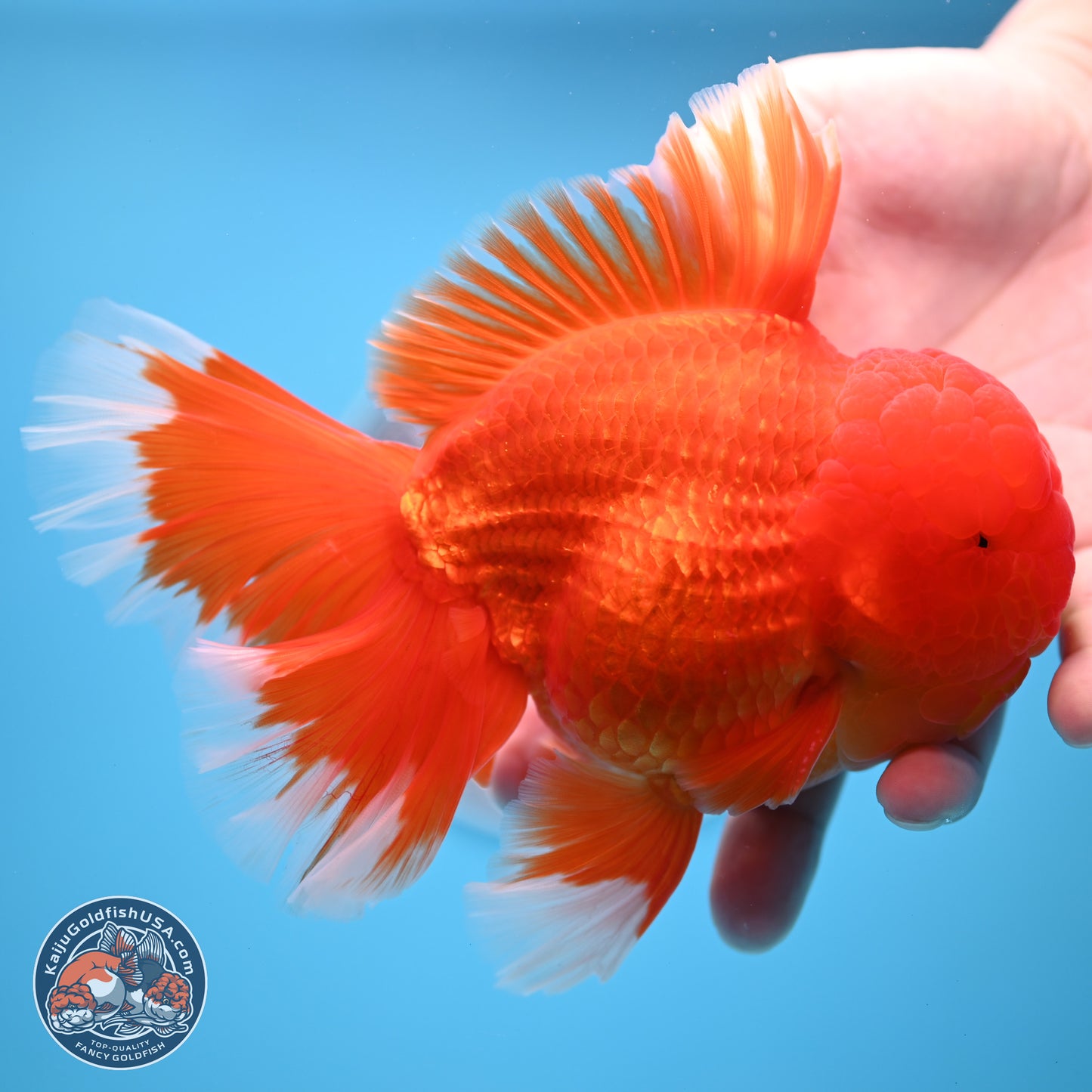 Red White Rose Tail Oranda 4.5 inches Body - Male (250221_OR05)