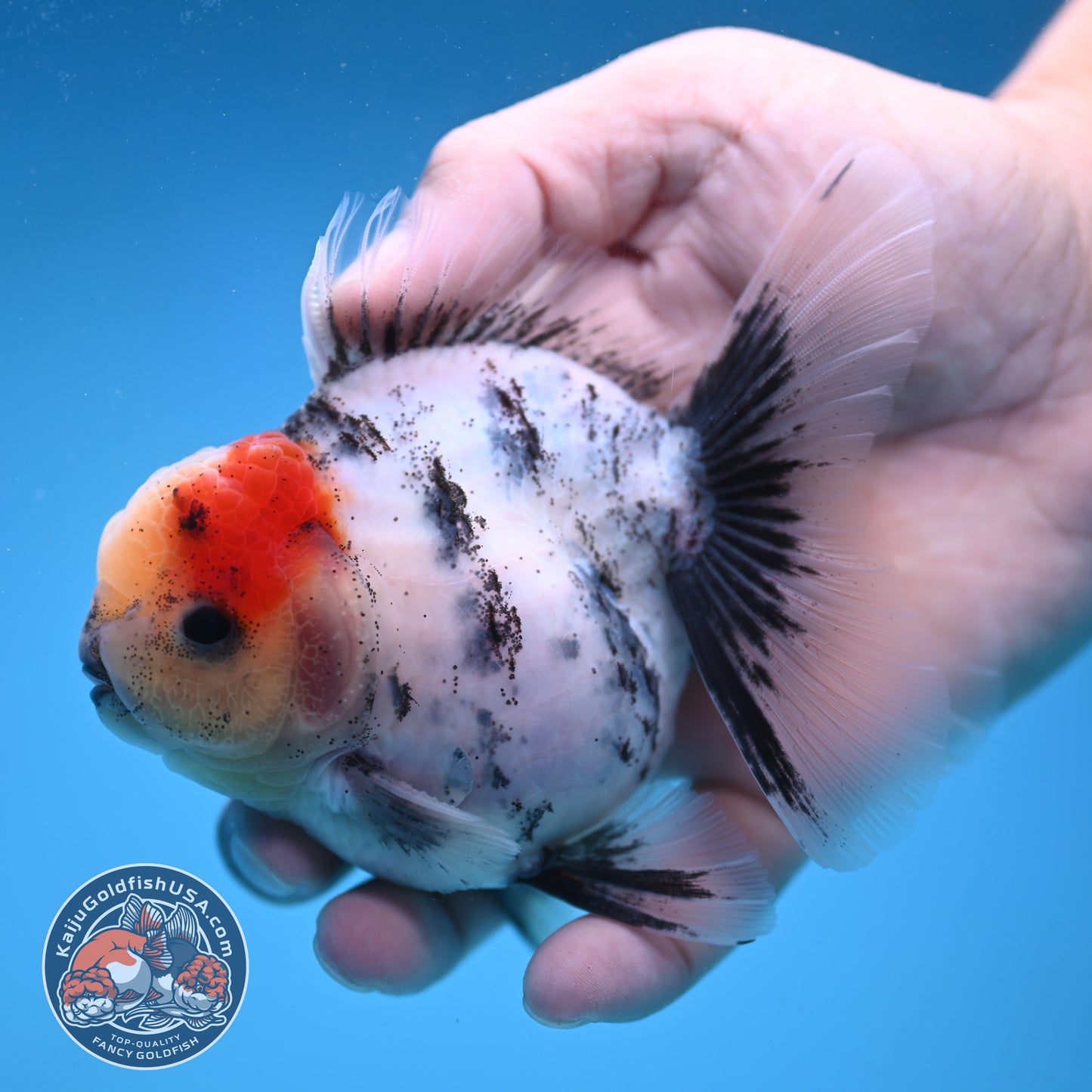 Tricolor White Tiger Rose Tail Oranda 3.5 inch Body (250822_OR05)