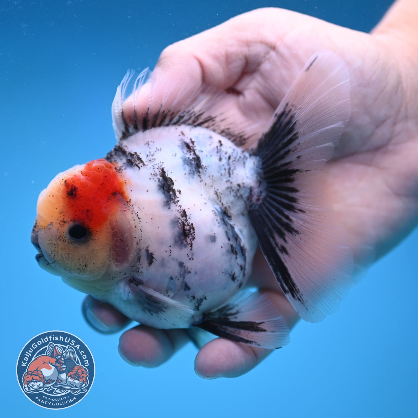 Tricolor White Tiger Rose Tail Oranda 3.5 inch Body (250822_OR05)