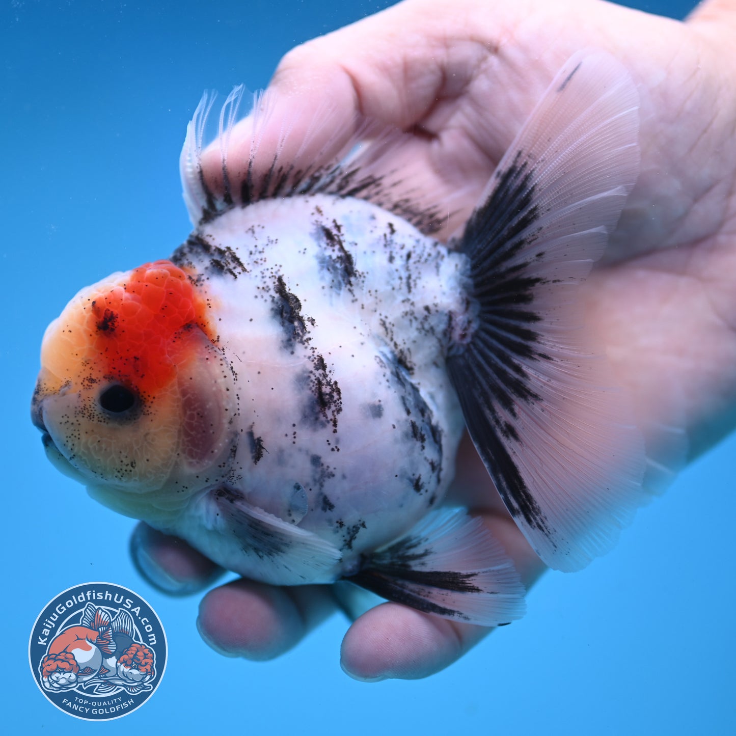 Tricolor White Tiger Rose Tail Oranda 3.5 inch Body (250822_OR05)
