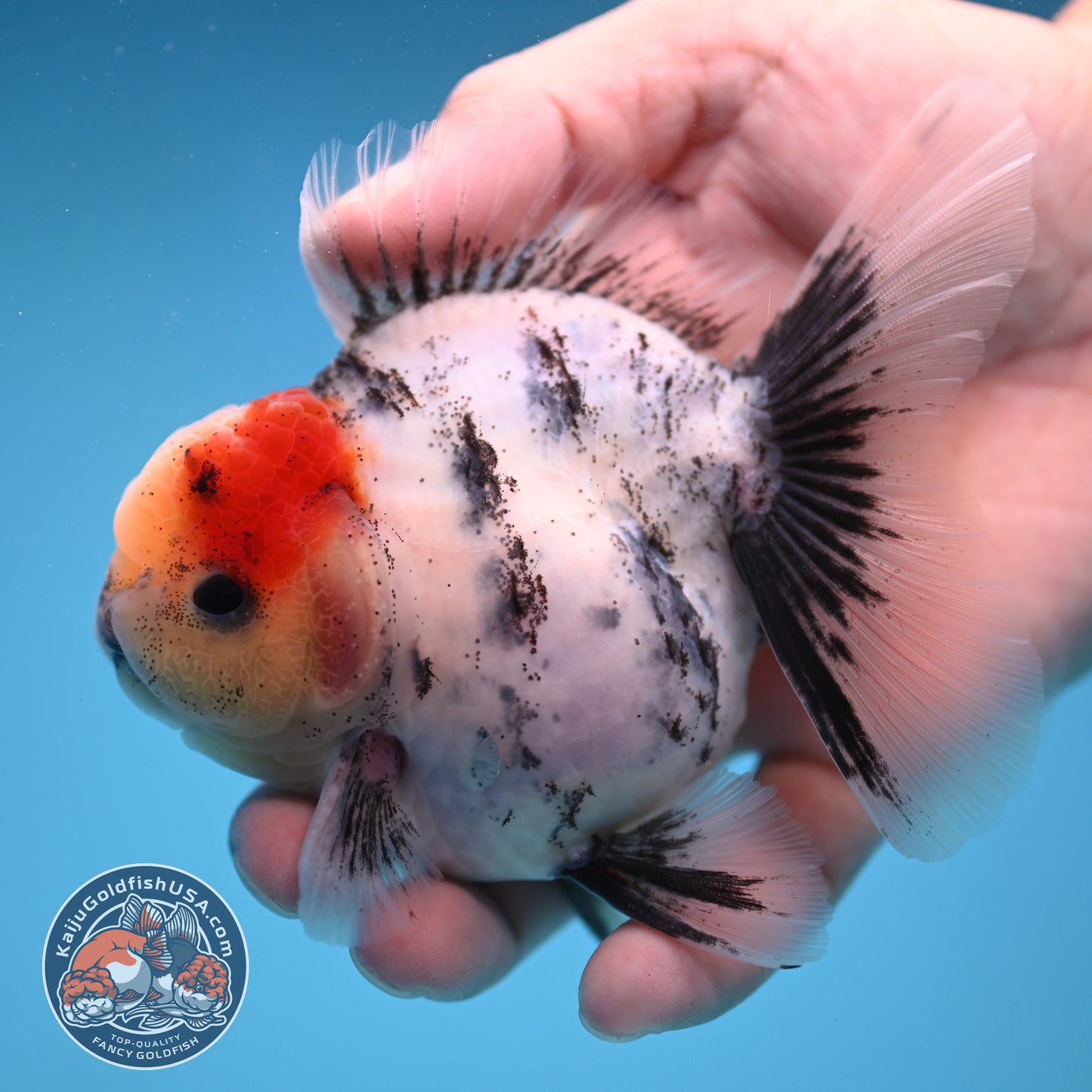 Tricolor White Tiger Rose Tail Oranda 3.5 inch Body (250822_OR05)