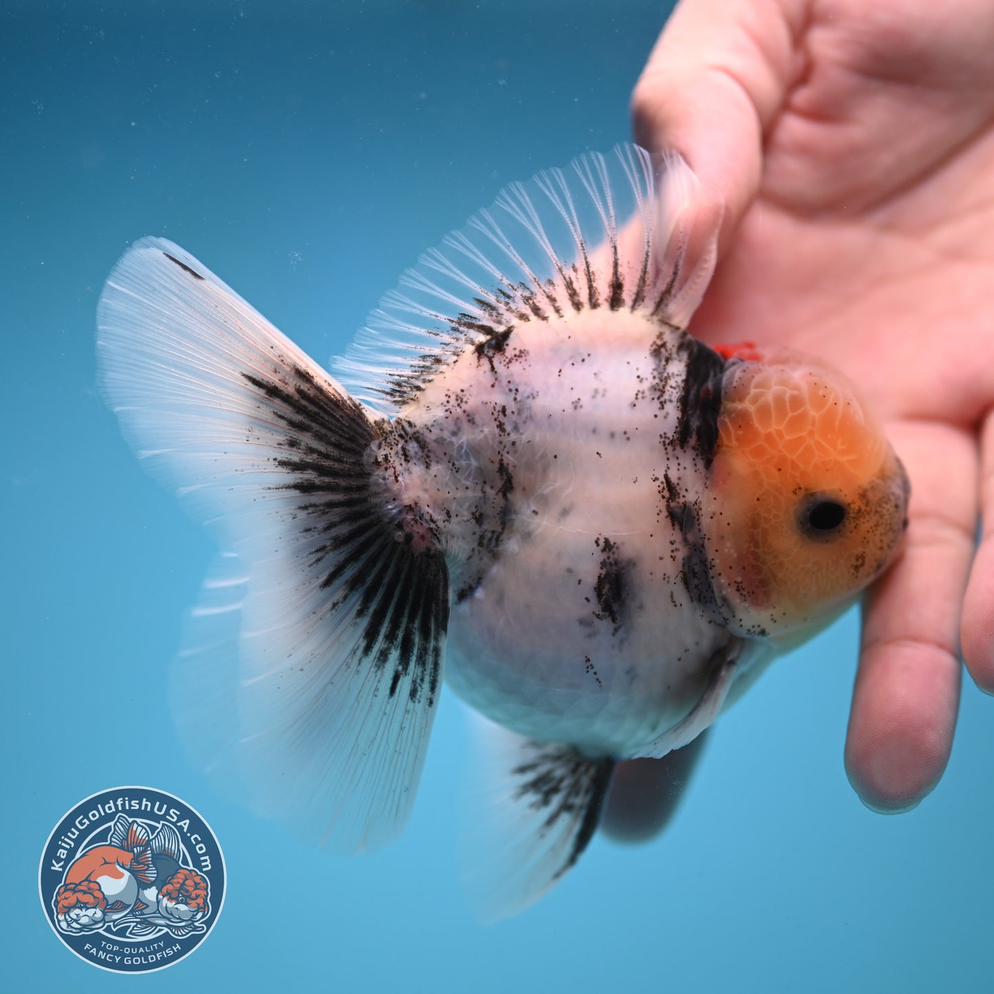 Tricolor White Tiger Rose Tail Oranda 3.5 inch Body (250822_OR05)