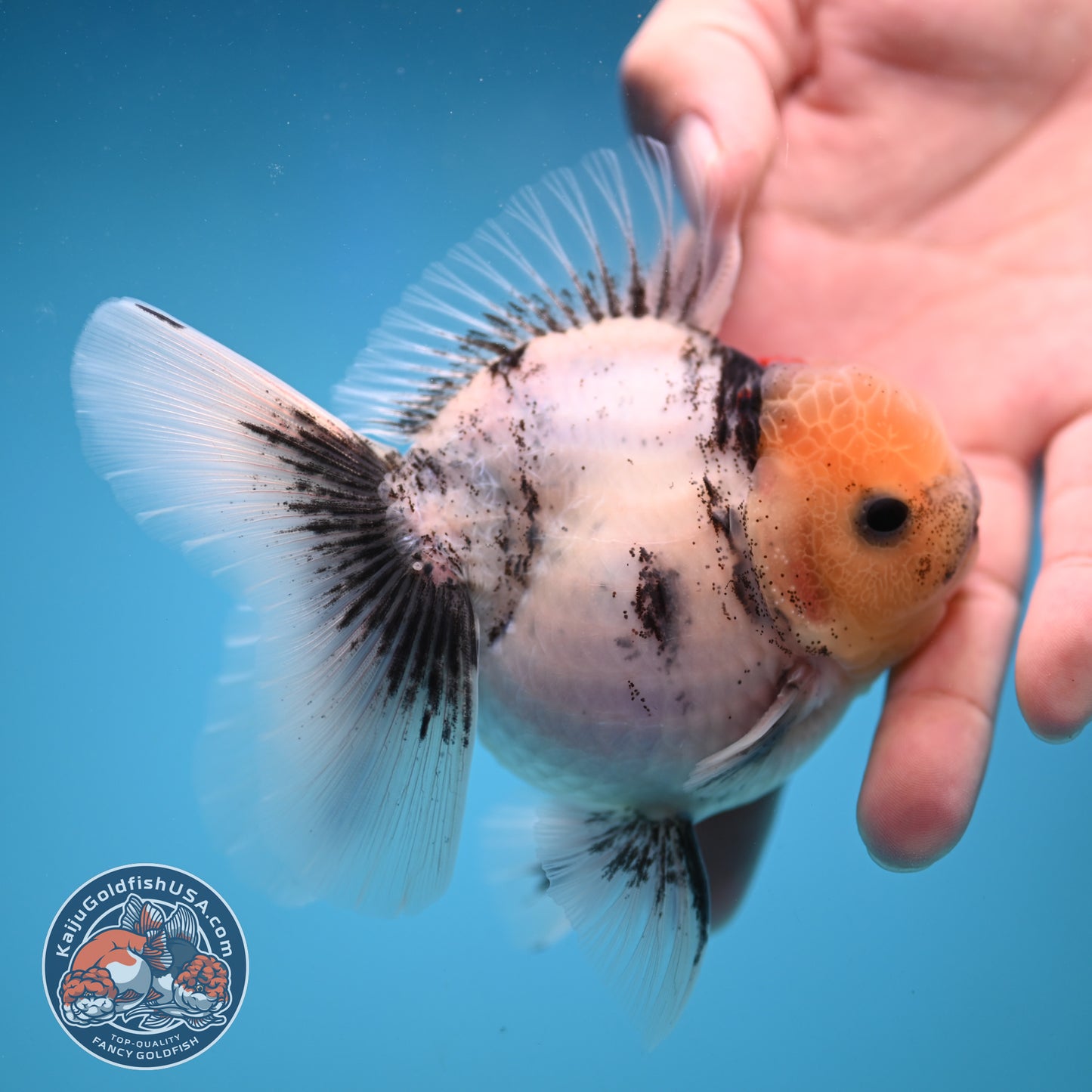 Tricolor White Tiger Rose Tail Oranda 3.5 inch Body (250822_OR05)