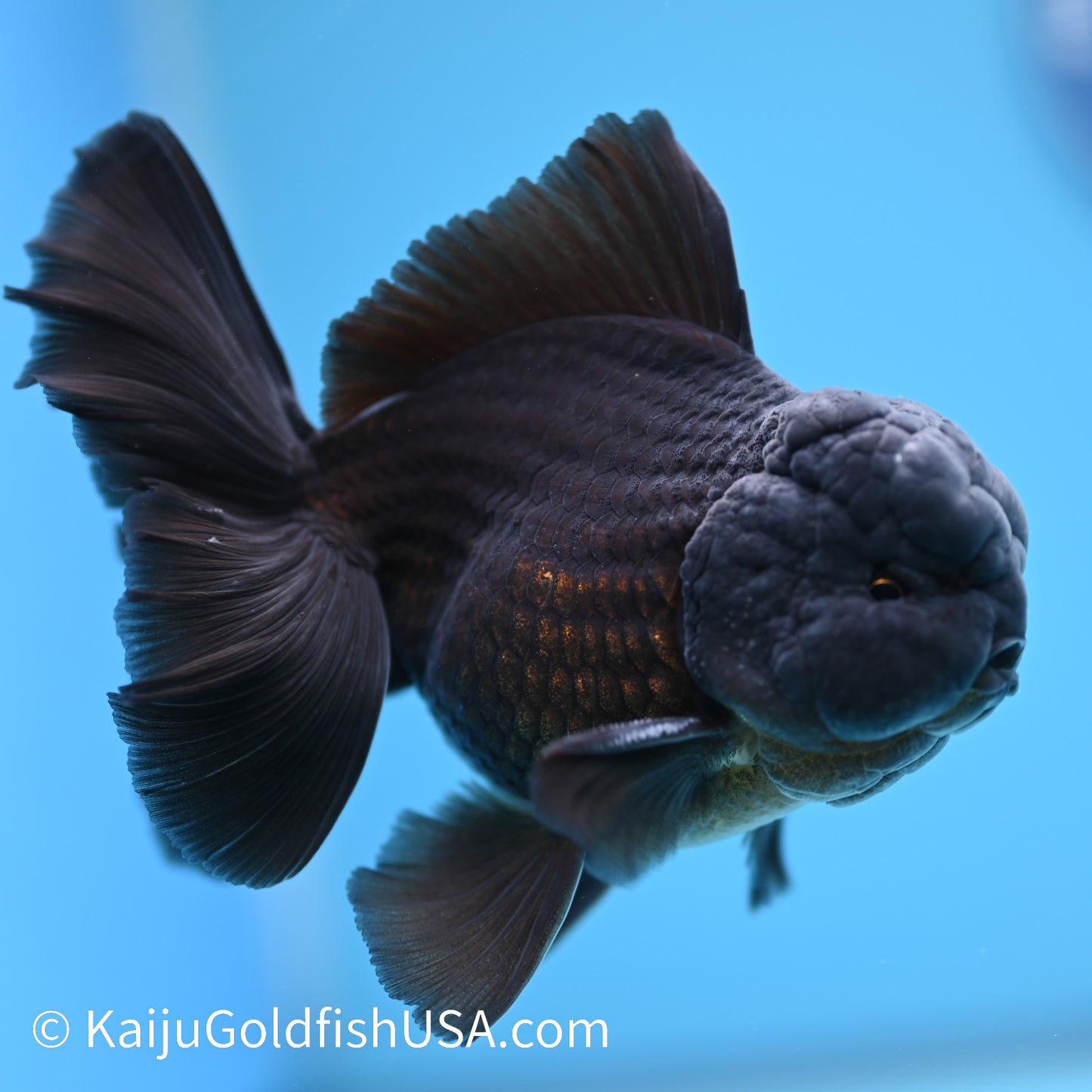 Jet Black Rose Tail Oranda 4.5-5 inches (240322_OR5) - Kaiju Goldfish USA