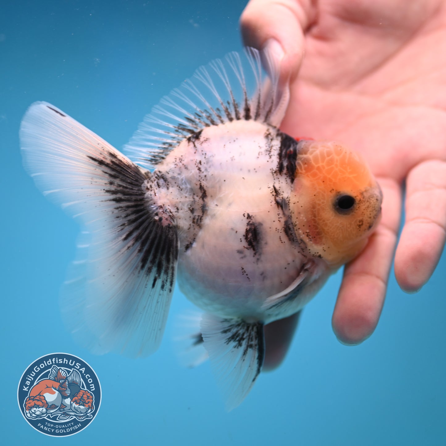 Tricolor White Tiger Rose Tail Oranda 3.5 inch Body (250822_OR05)