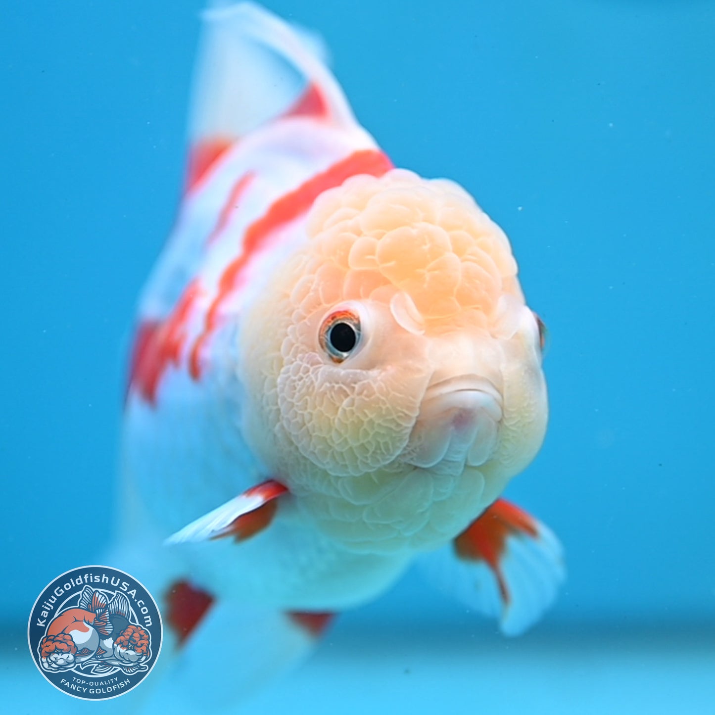 Jade Head Red White Oranda 4 inch Body (250919_OR06)