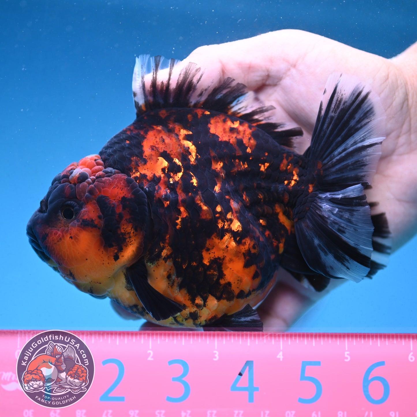 Tiger Oranda 4.5 inch Body (250912_OR06)