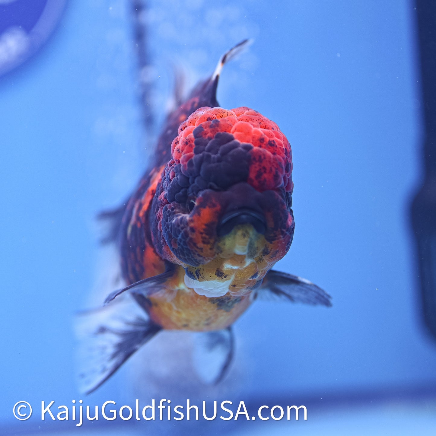 Red Kirin Rose Tail Oranda 4in Body (240628_OR06) - Kaiju Goldfish USA