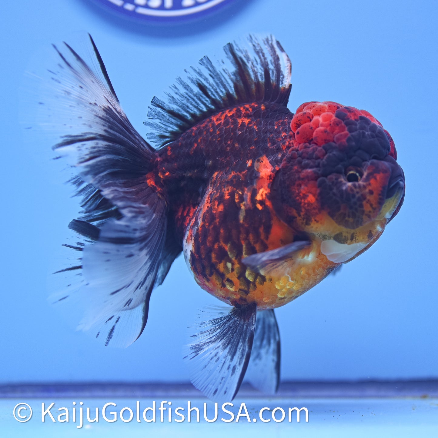 Red Kirin Rose Tail Oranda 4in Body (240628_OR06) - Kaiju Goldfish USA