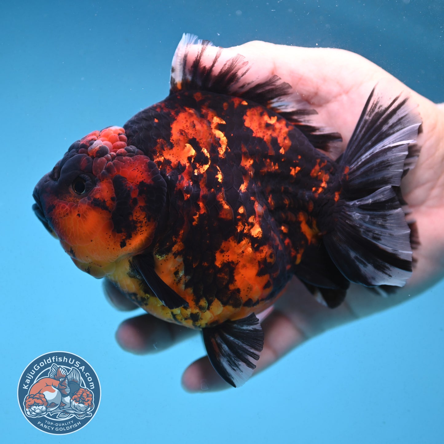 Tiger Oranda 4.5 inch Body (250912_OR06)