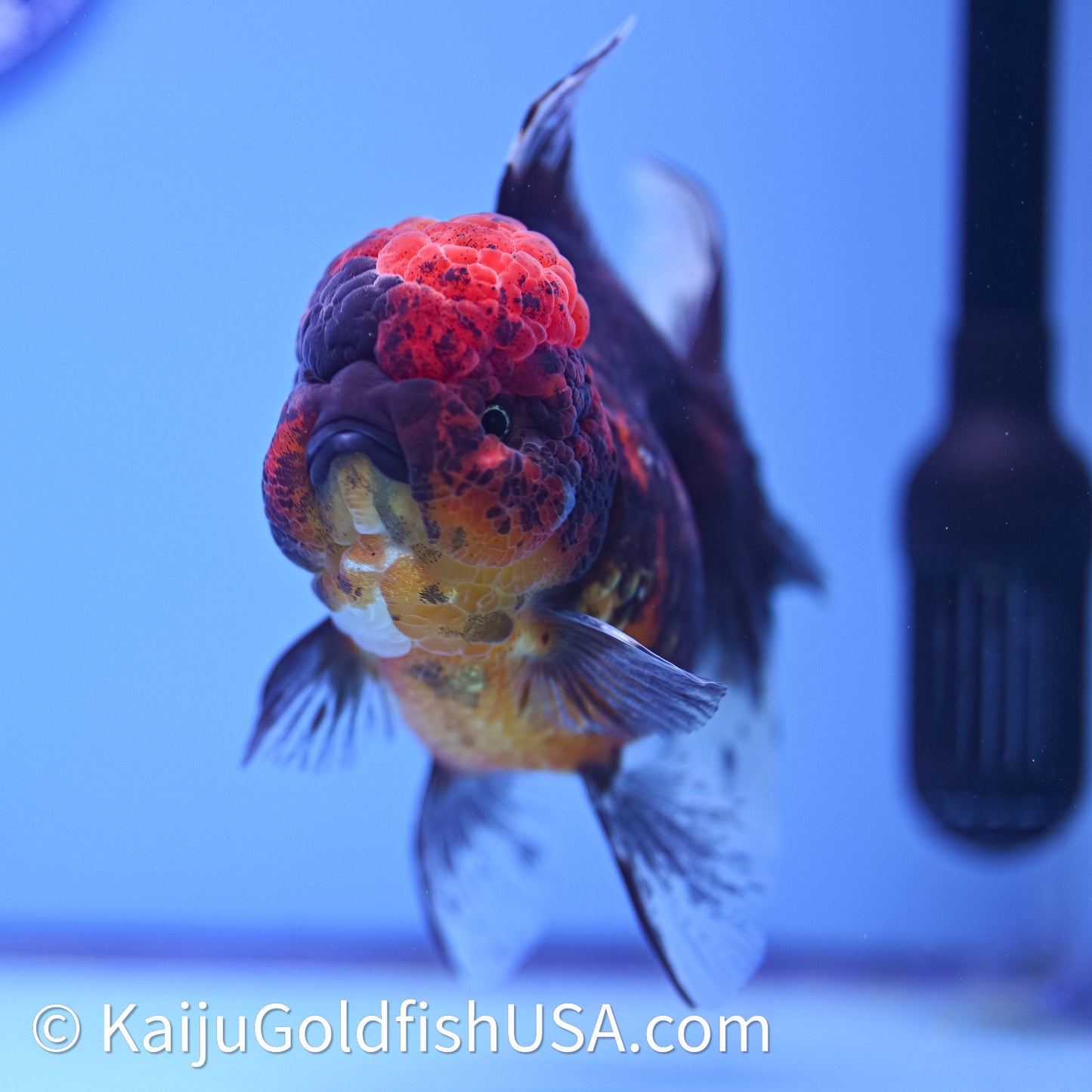 Red Kirin Rose Tail Oranda 4in Body (240628_OR06) - Kaiju Goldfish USA