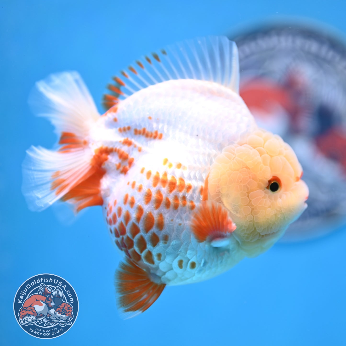 Deer Spot Red White YuanBao Oranda 3.7 inches Body (250516_OR06)