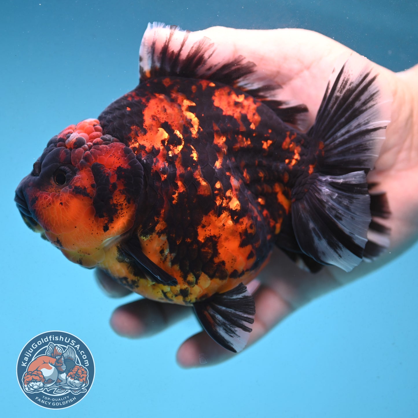 Tiger Oranda 4.5 inch Body (250912_OR06)