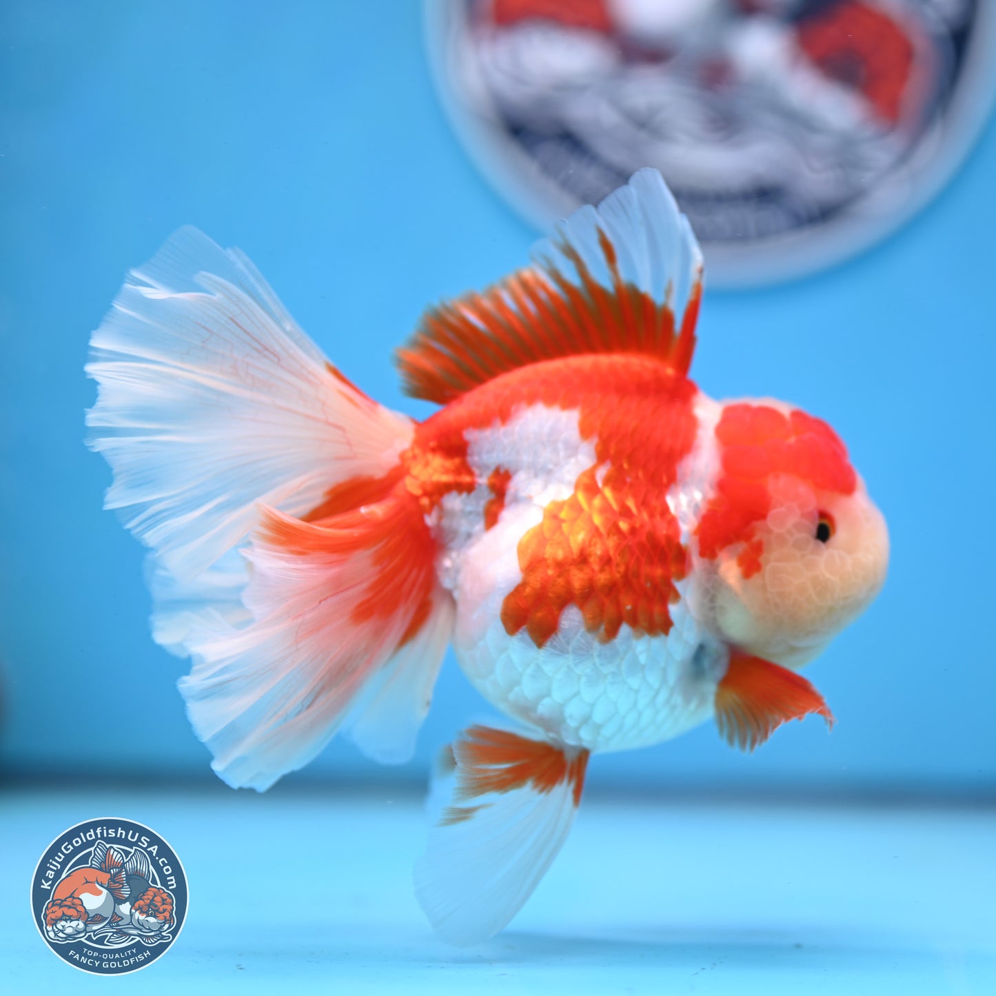 Jade Top Red White Orchid Tail Oranda 3.5 inches Body - Female (250228_OR06)