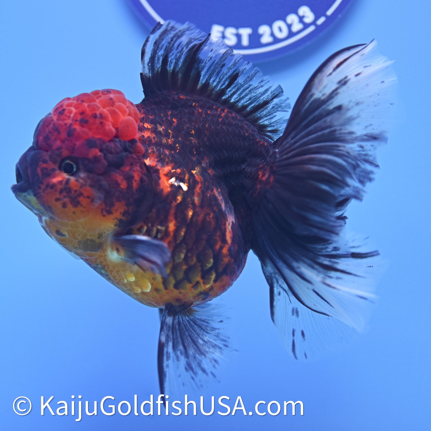 Red Kirin Rose Tail Oranda 4in Body (240628_OR06) - Kaiju Goldfish USA