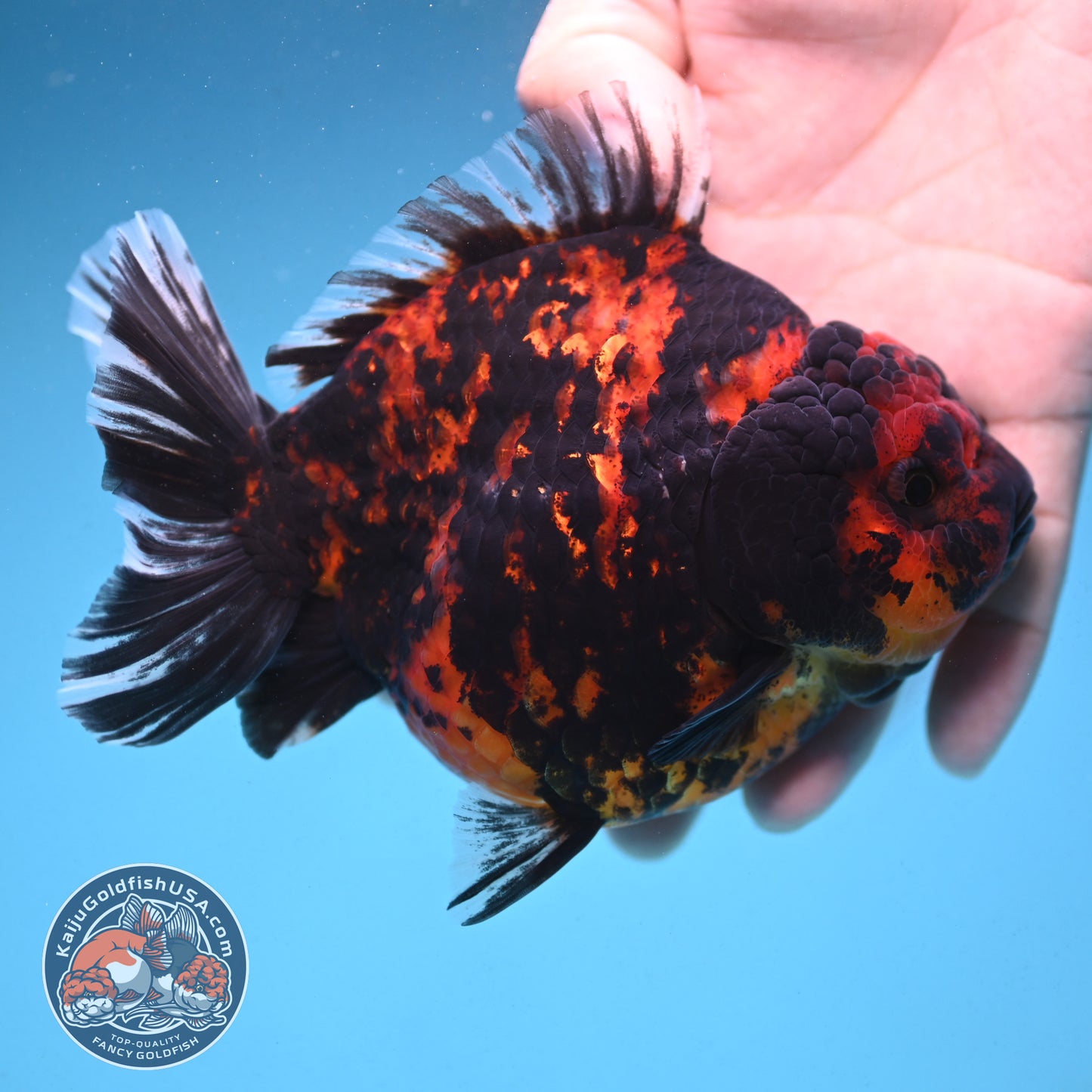 Tiger Oranda 4.5 inch Body (250912_OR06)