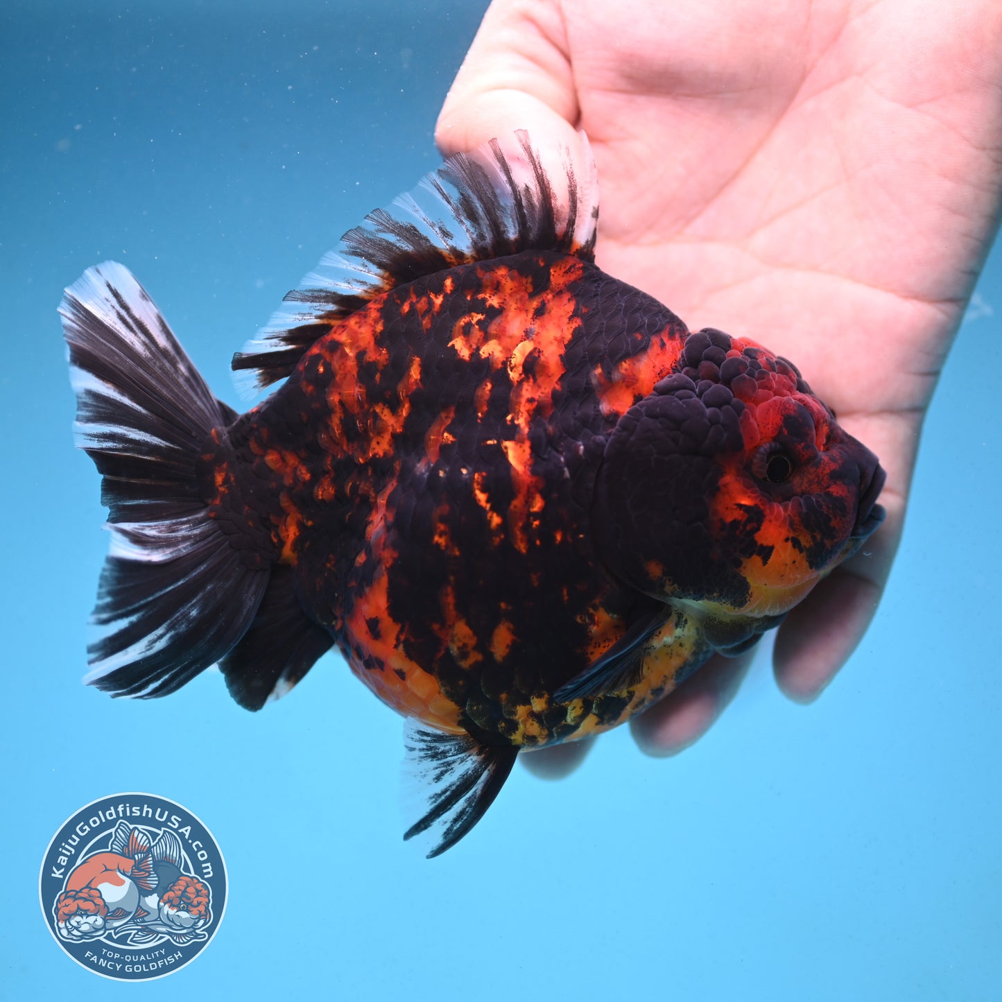 Tiger Oranda 4.5 inch Body (250912_OR06)