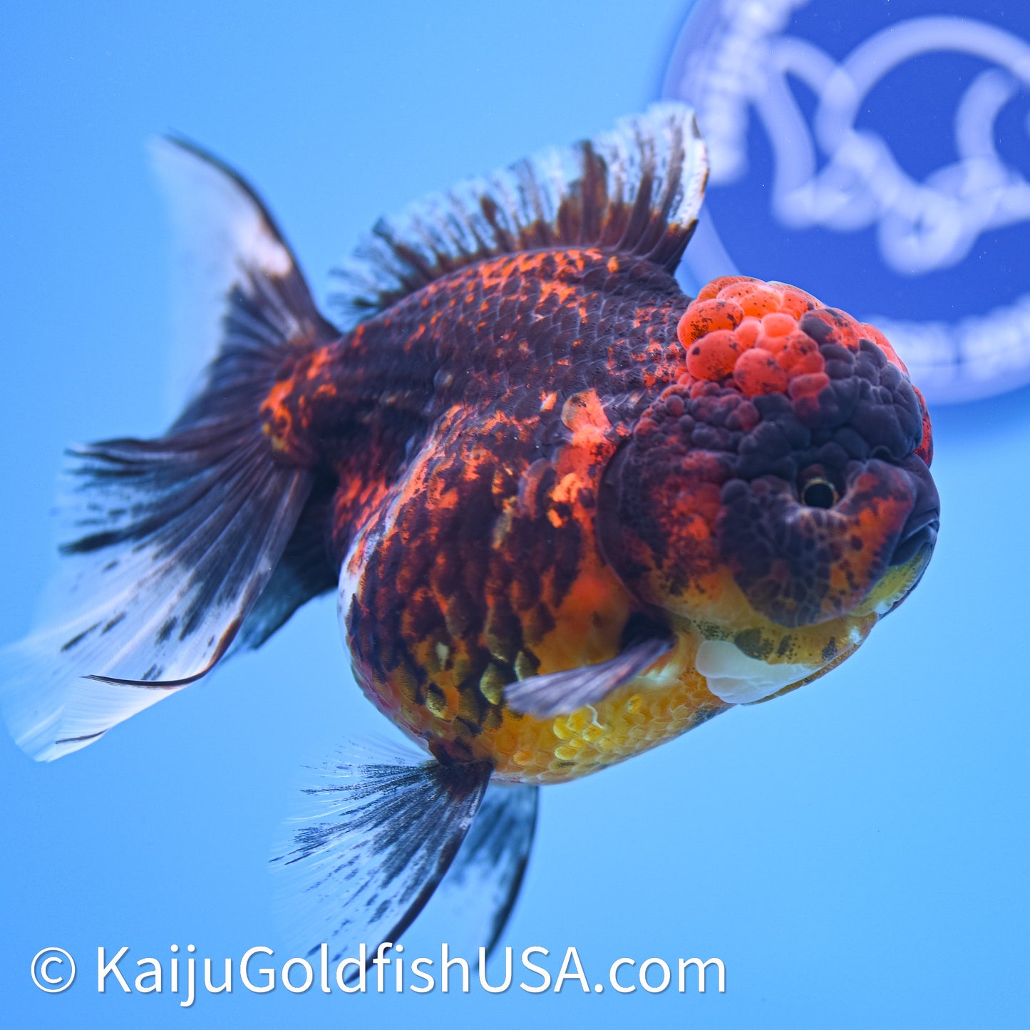 Red Kirin Rose Tail Oranda 4in Body (240628_OR06) - Kaiju Goldfish USA