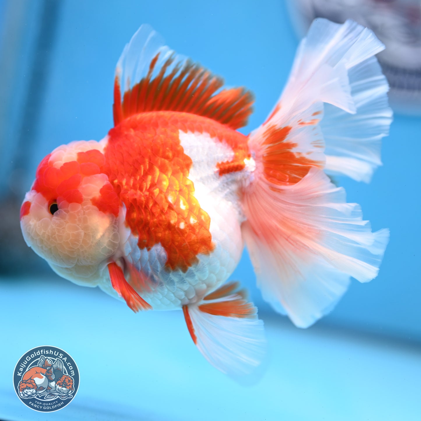 Jade Top Red White Orchid Tail Oranda 3.5 inches Body - Female (250228_OR06)
