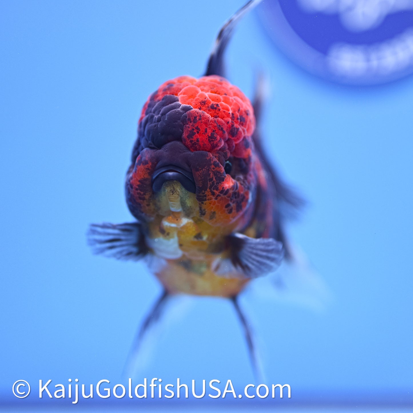 Red Kirin Rose Tail Oranda 4in Body (240628_OR06) - Kaiju Goldfish USA