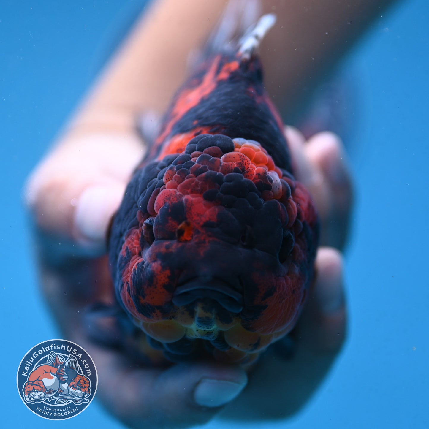 Tiger Oranda 4.5 inch Body (250912_OR06)