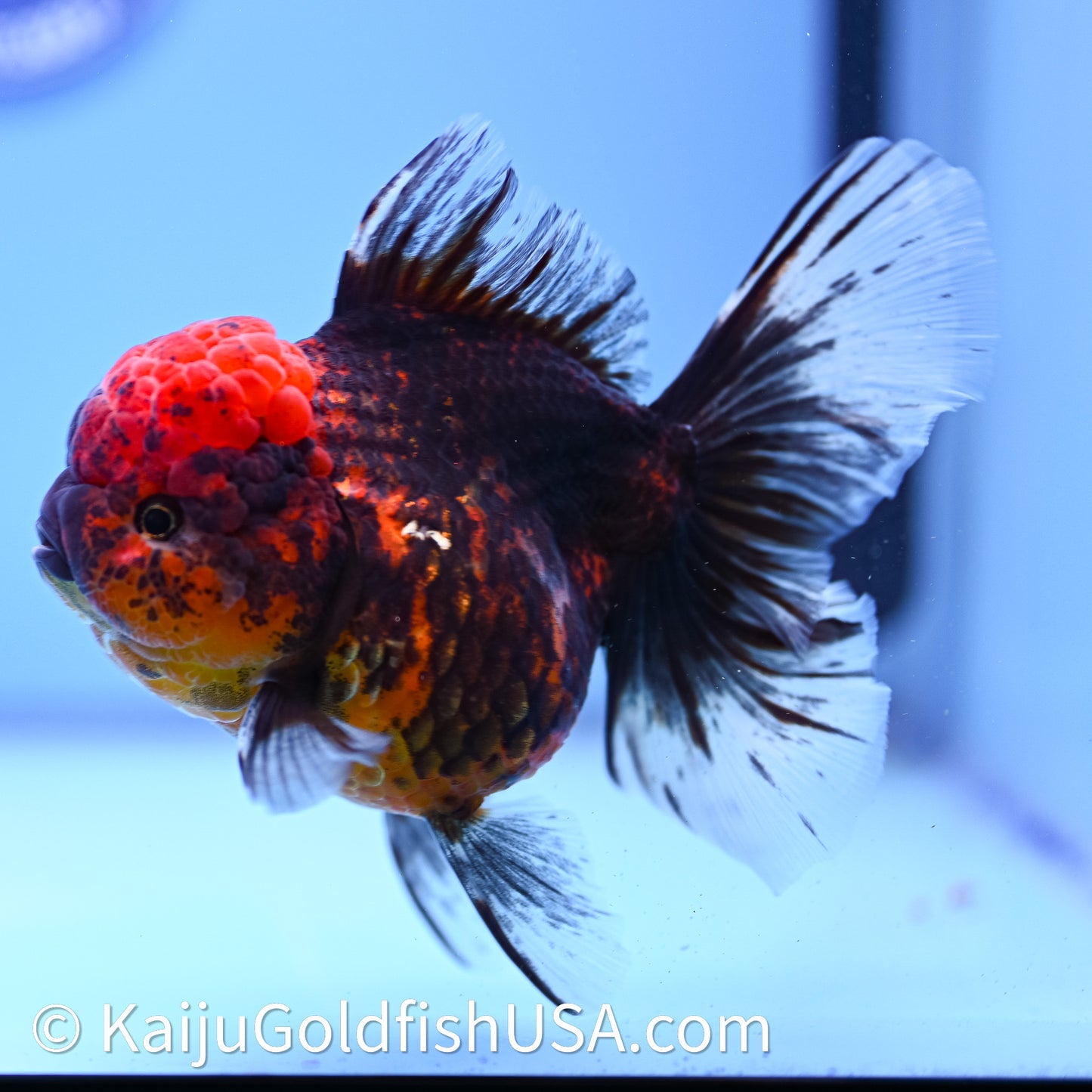 Red Kirin Rose Tail Oranda 4in Body (240628_OR06) - Kaiju Goldfish USA