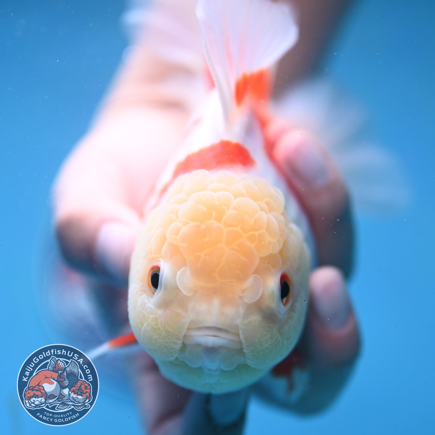 Jade Head Red White Oranda 4 inch Body (250919_OR06)