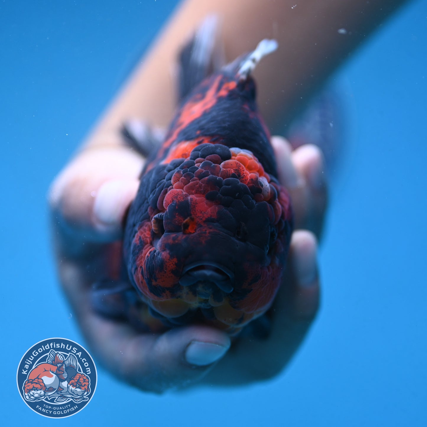 Tiger Oranda 4.5 inch Body (250912_OR06)