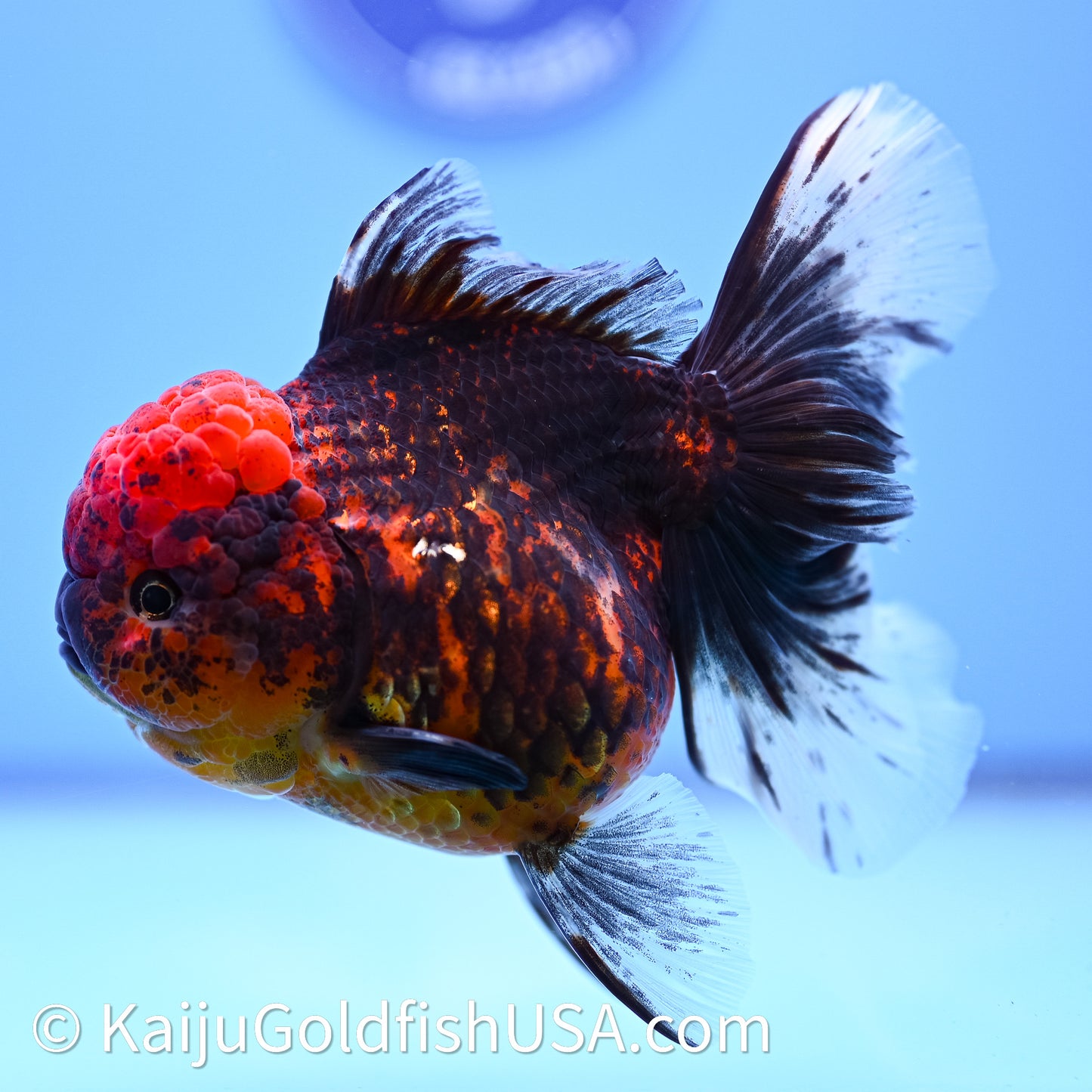 Red Kirin Rose Tail Oranda 4in Body (240628_OR06) - Kaiju Goldfish USA