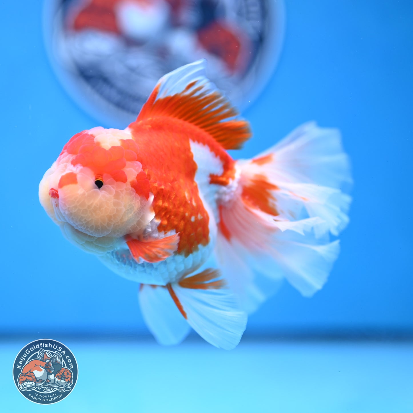 Jade Top Red White Orchid Tail Oranda 3.5 inches Body - Female (250228_OR06)