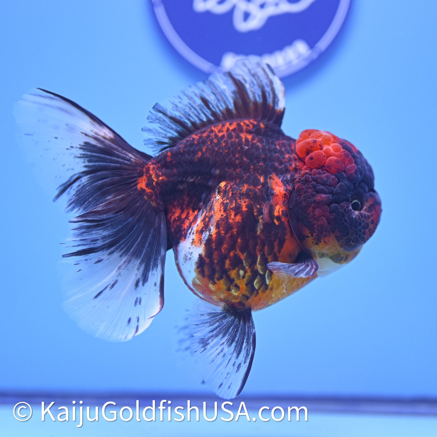 Red Kirin Rose Tail Oranda 4in Body (240628_OR06) - Kaiju Goldfish USA
