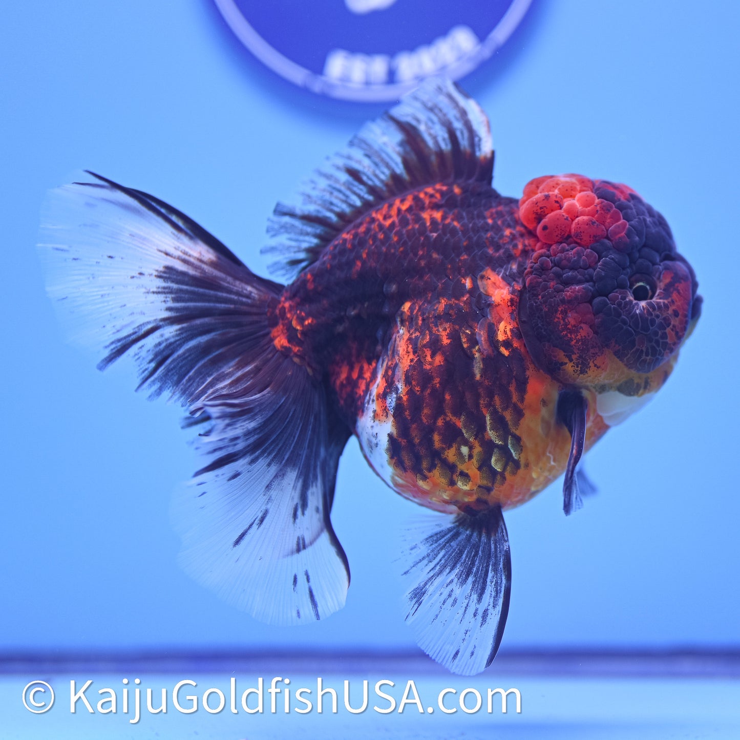 Red Kirin Rose Tail Oranda 4in Body (240628_OR06) - Kaiju Goldfish USA