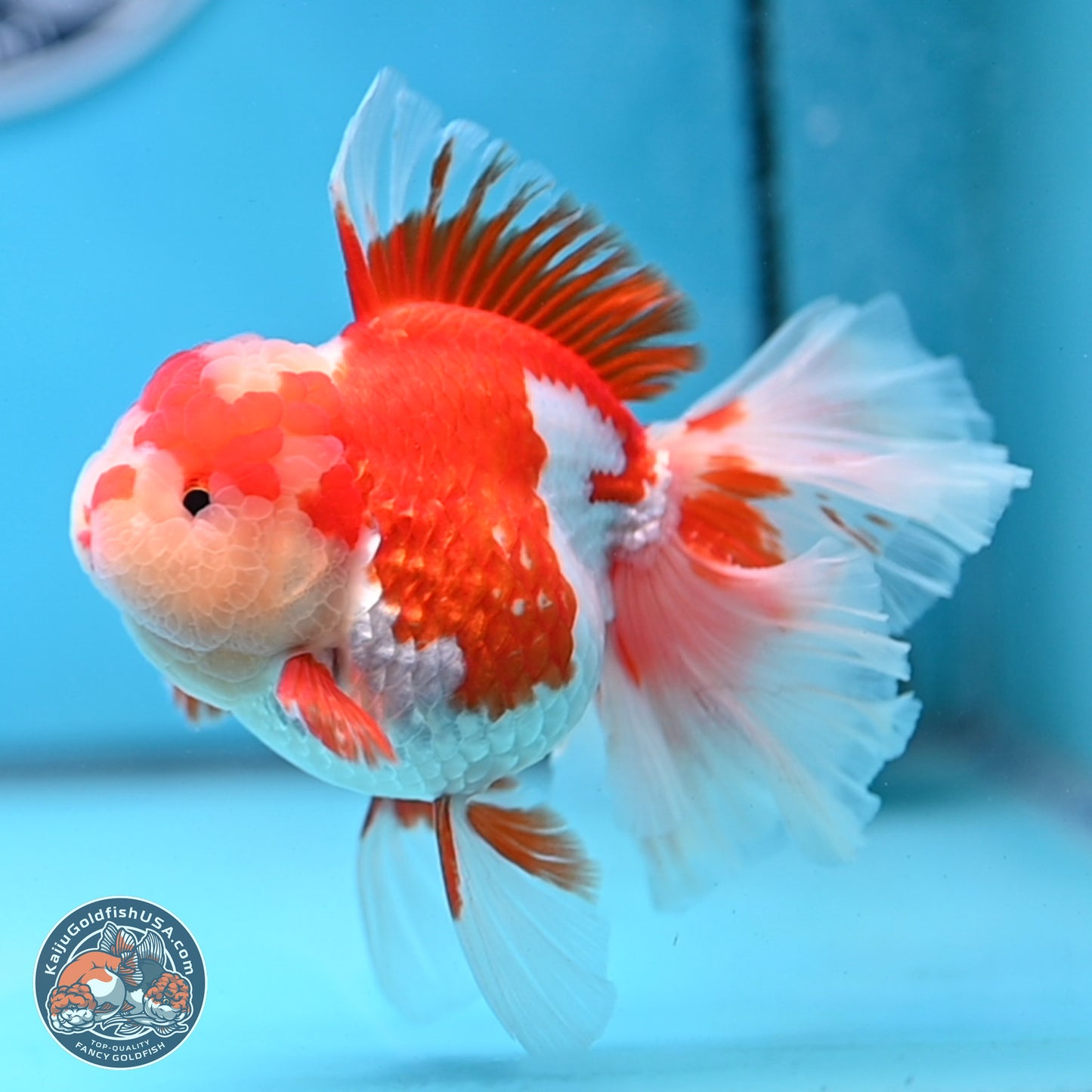 Jade Top Red White Orchid Tail Oranda 3.5 inches Body - Female (250228_OR06)