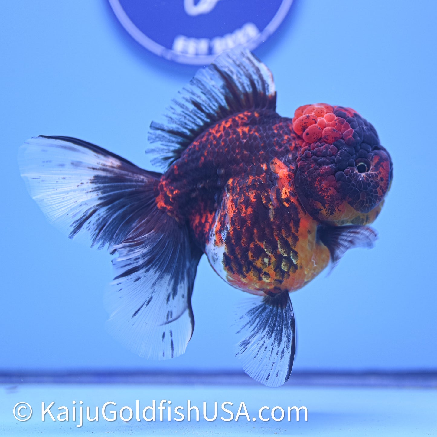 Red Kirin Rose Tail Oranda 4in Body (240628_OR06) - Kaiju Goldfish USA