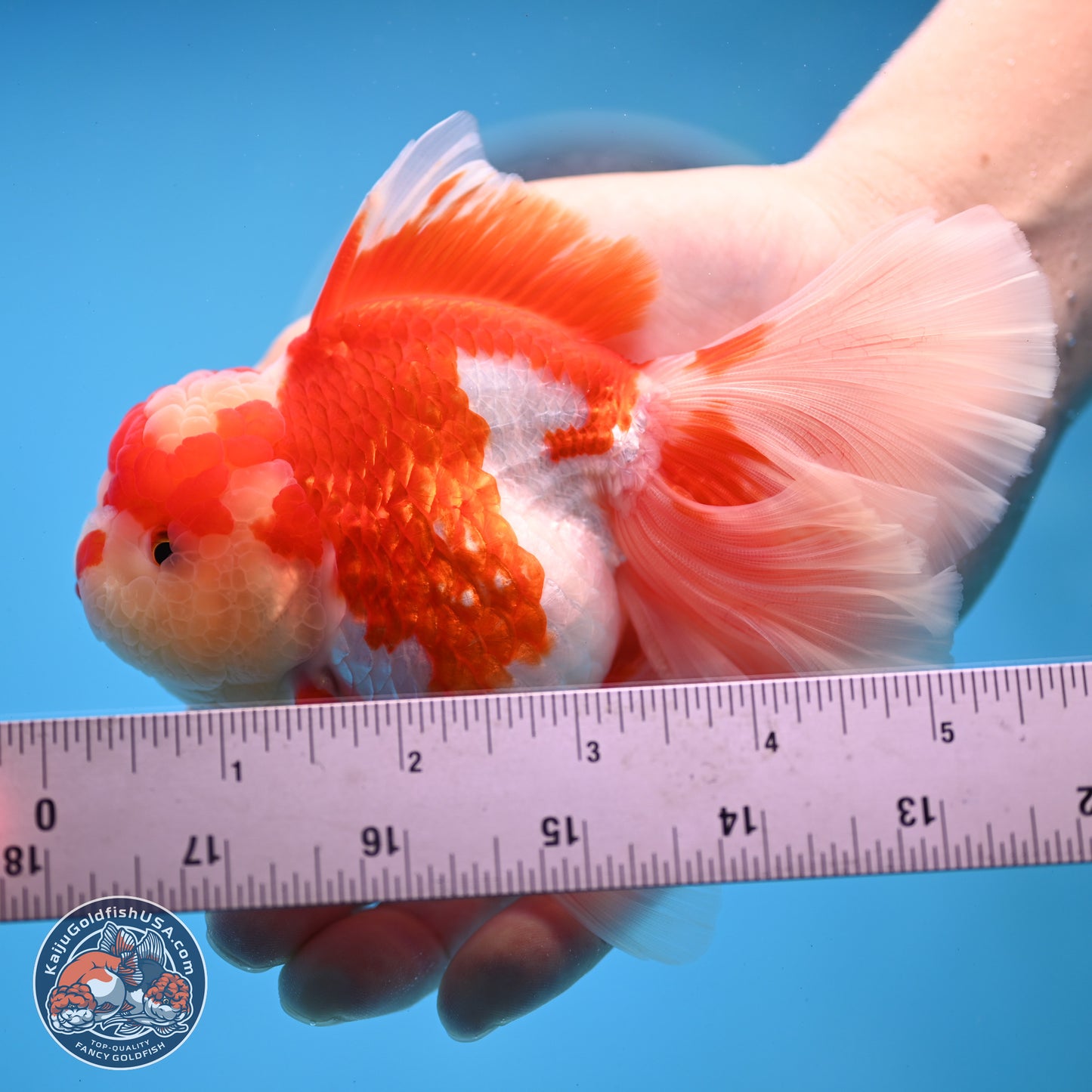 Jade Top Red White Orchid Tail Oranda 3.5 inches Body - Female (250228_OR06)