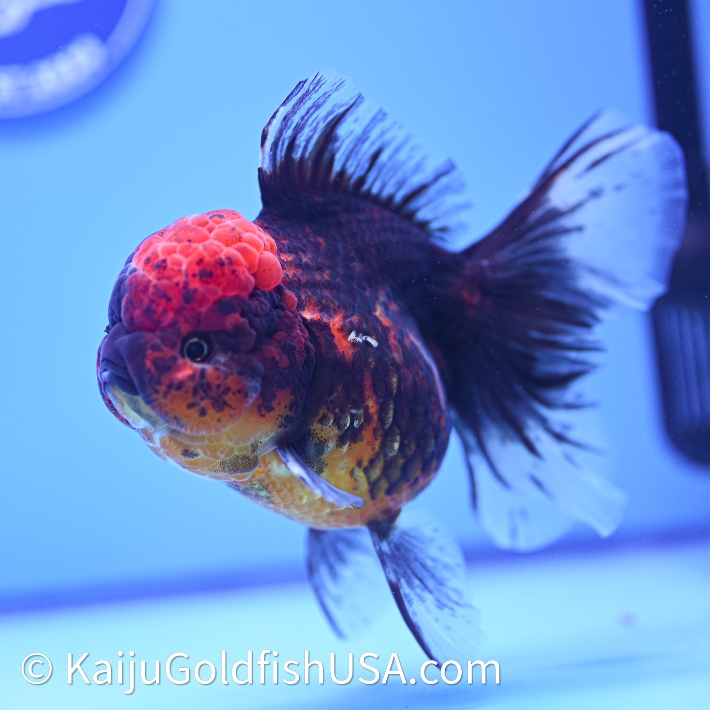 Red Kirin Rose Tail Oranda 4in Body (240628_OR06) - Kaiju Goldfish USA