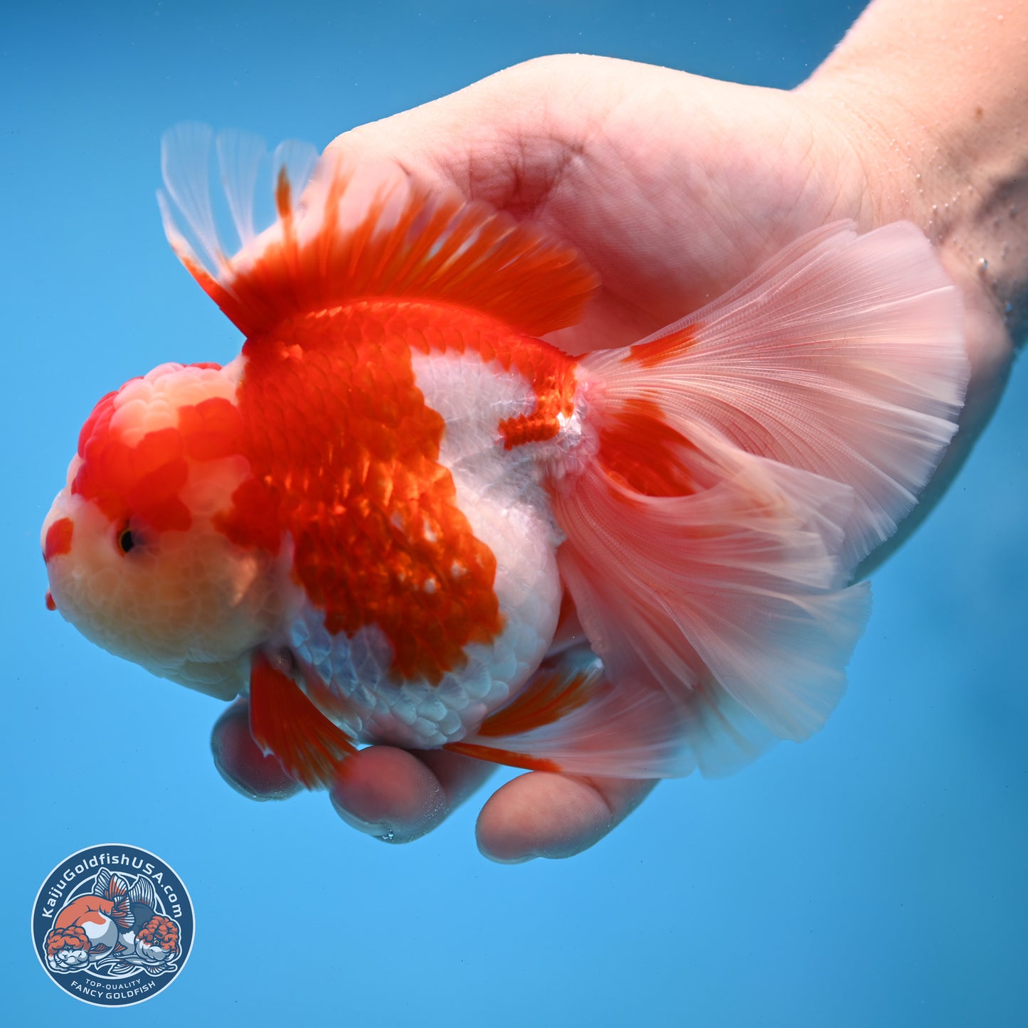 Jade Top Red White Orchid Tail Oranda 3.5 inches Body - Female (250228_OR06)