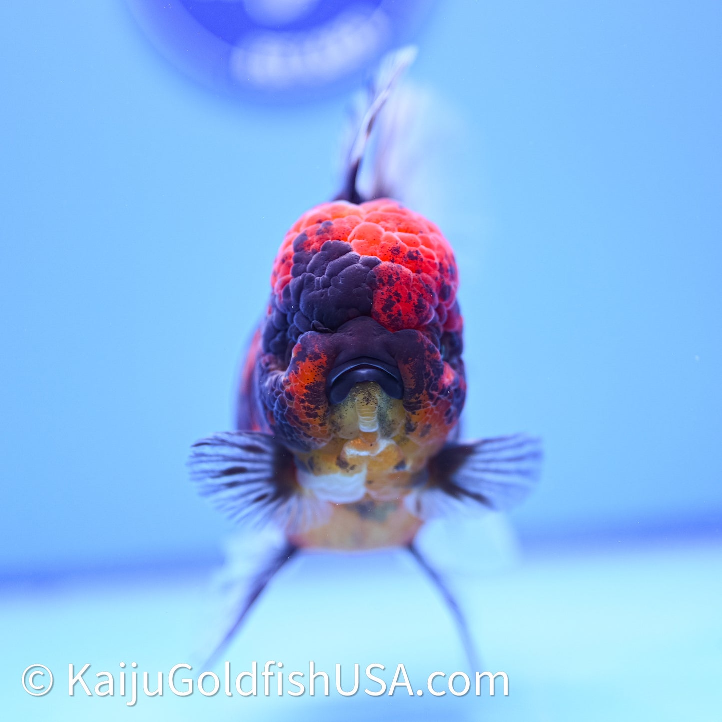 Red Kirin Rose Tail Oranda 4in Body (240628_OR06) - Kaiju Goldfish USA