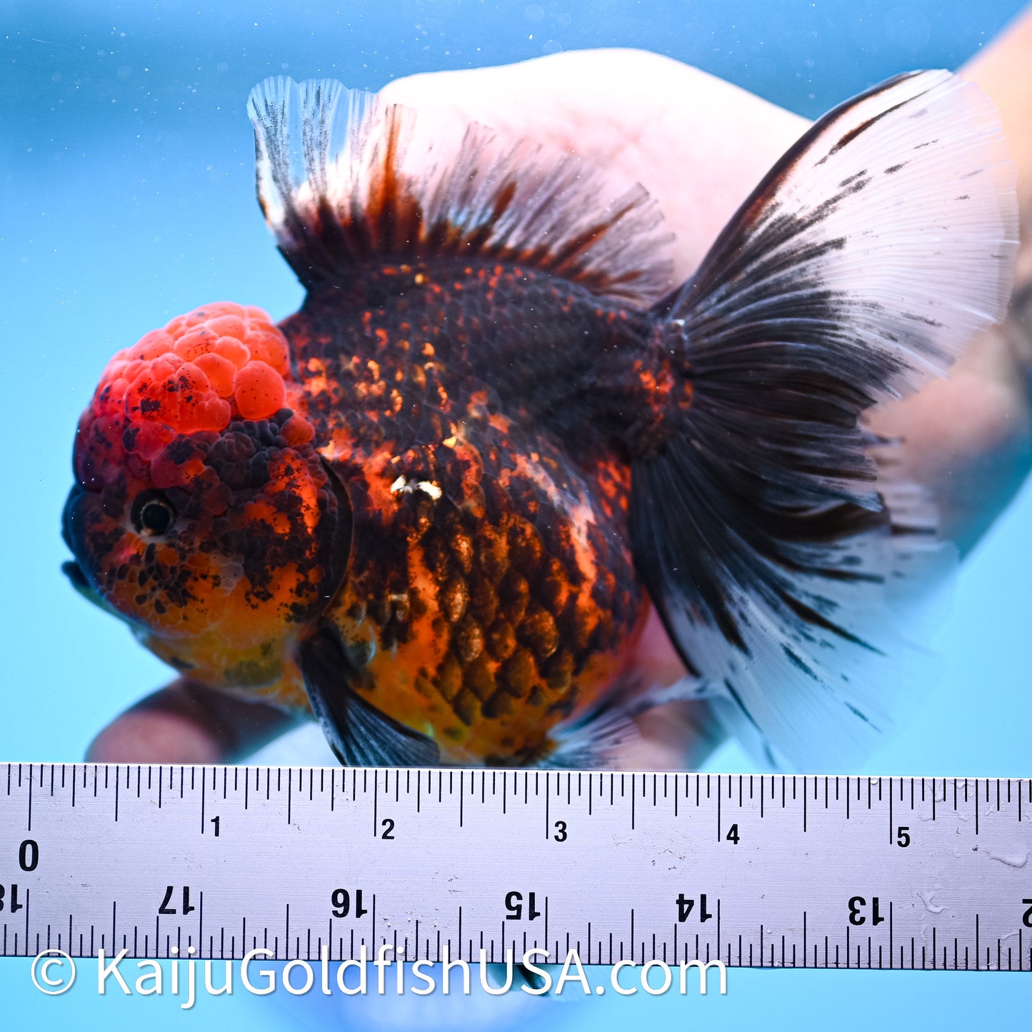 Red Kirin Rose Tail Oranda 4in Body (240628_OR06) - Kaiju Goldfish USA