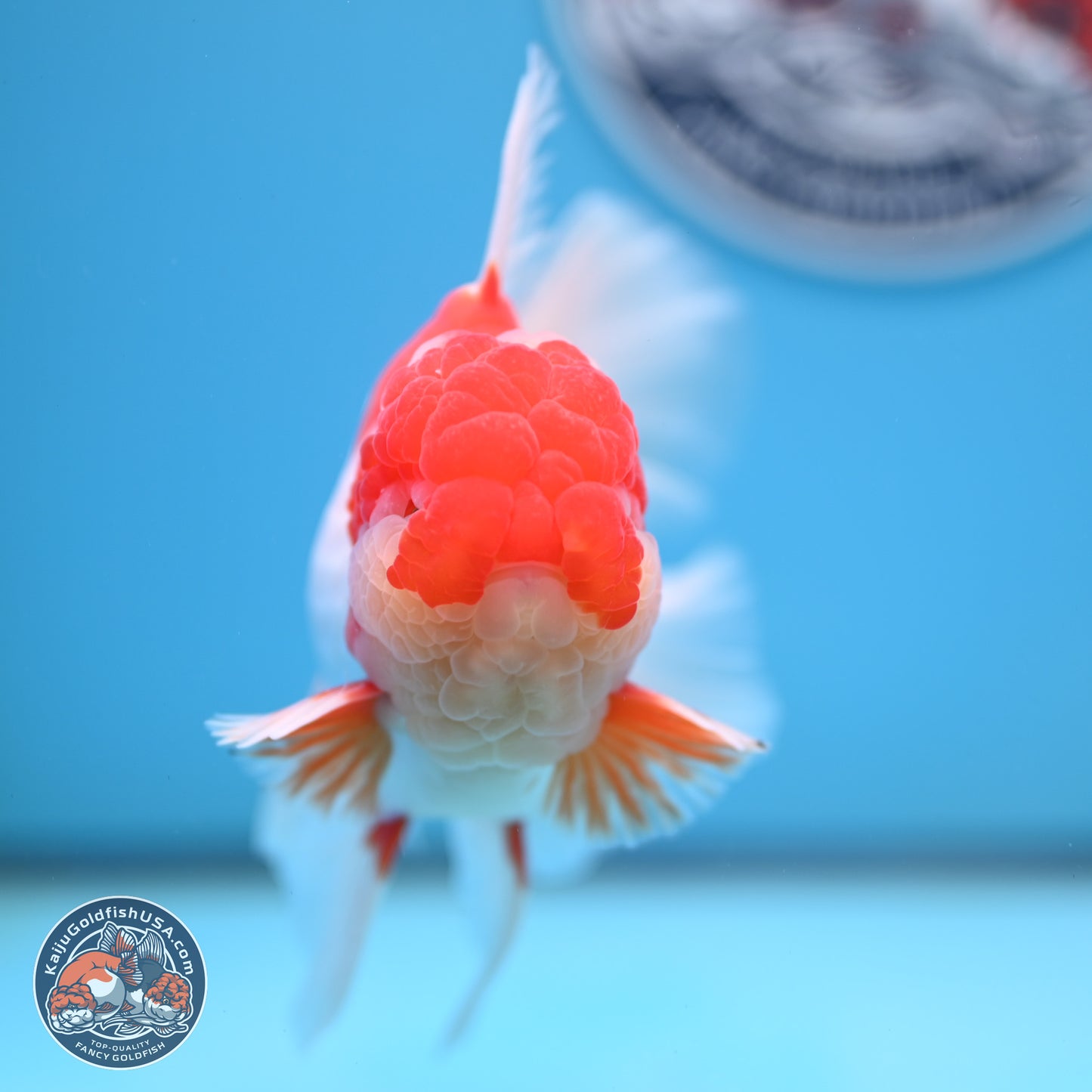Jade Seal Red White Rose Tail Oranda 4 inches Body - Male (250221_OR07)