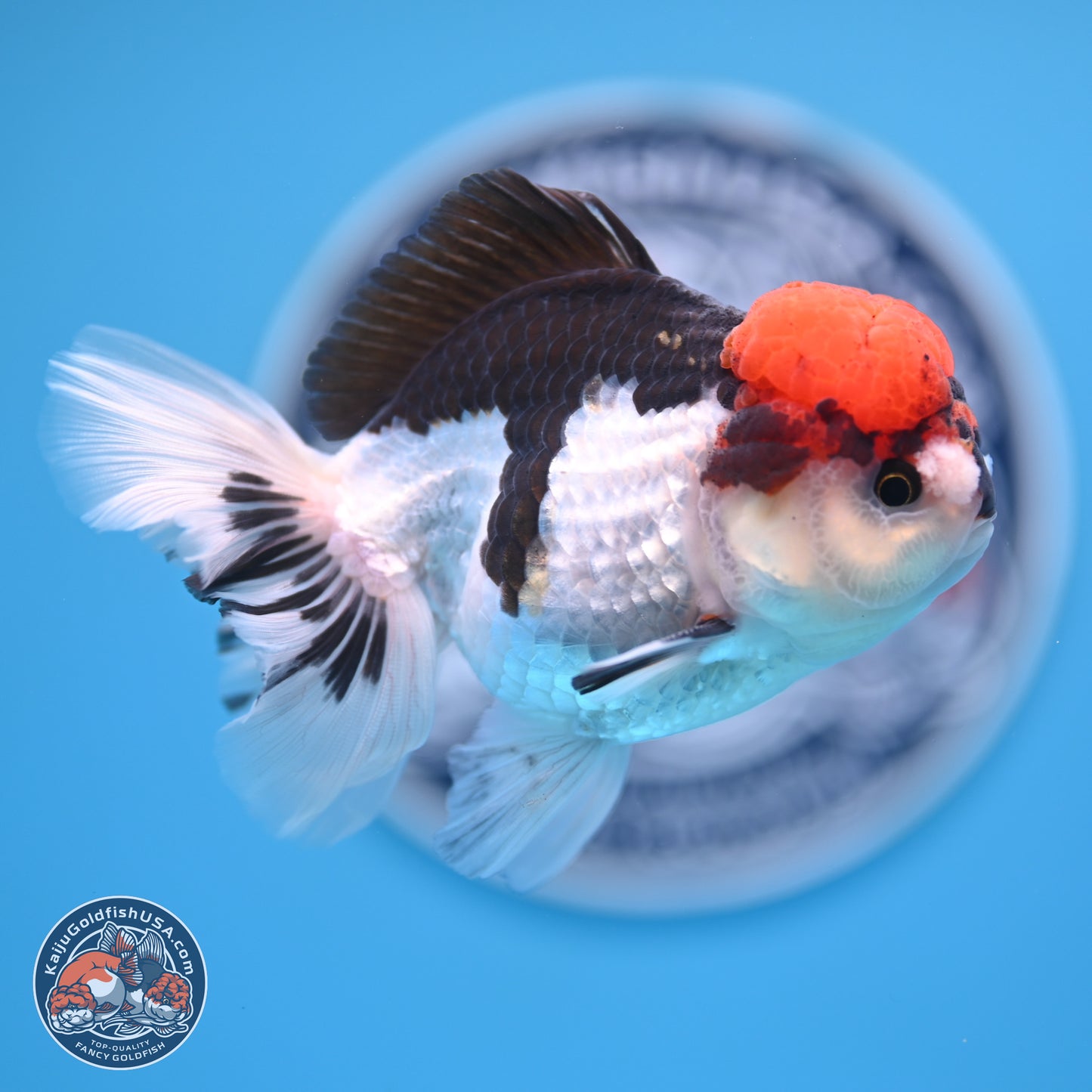 Tricolor Rose Tail Oranda 4.5 inches (241018_OR06) - Kaiju Goldfish USA