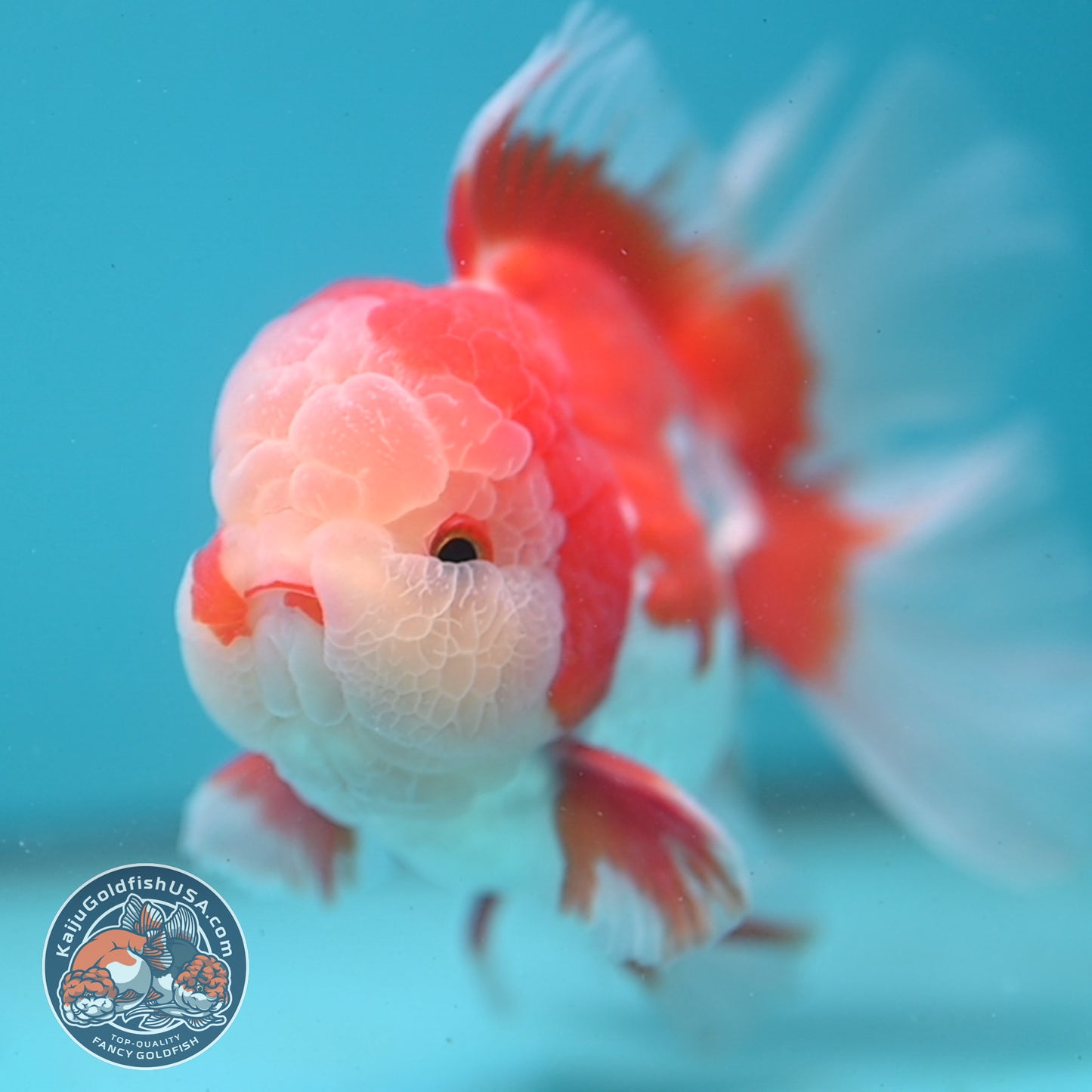 Red White Rose Tail Oranda 3.5 inch Body (251003_OR06)