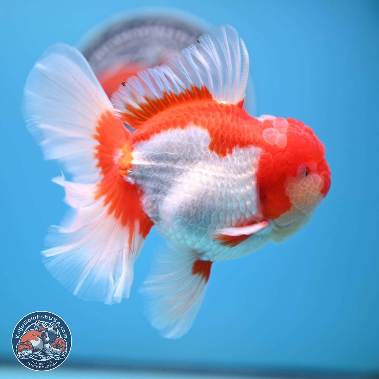 Jade Seal Red White Rose Tail Oranda 4 inches Body - Male (250221_OR07)
