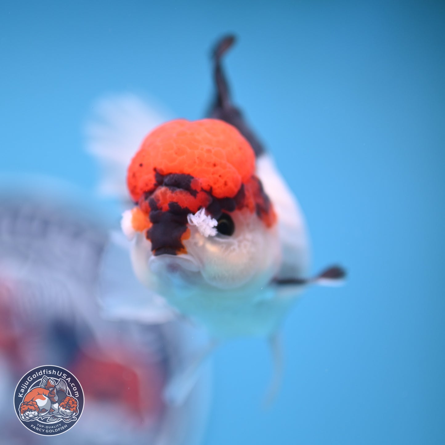 Tricolor Rose Tail Oranda 4.5 inches (241018_OR06) - Kaiju Goldfish USA