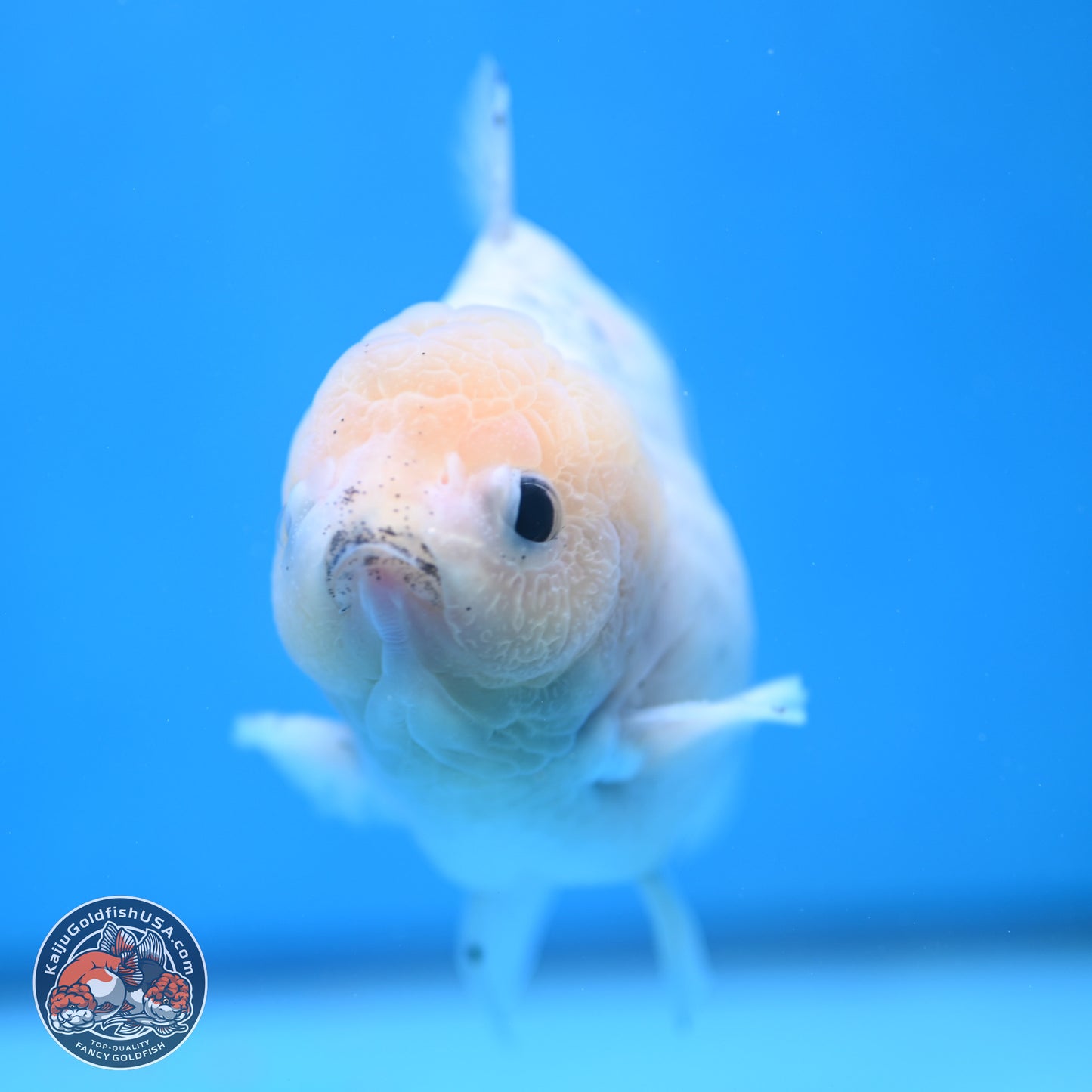 Calico YuanBao Oranda 5 inches - Male (241115_OR06) - Kaiju Goldfish USA